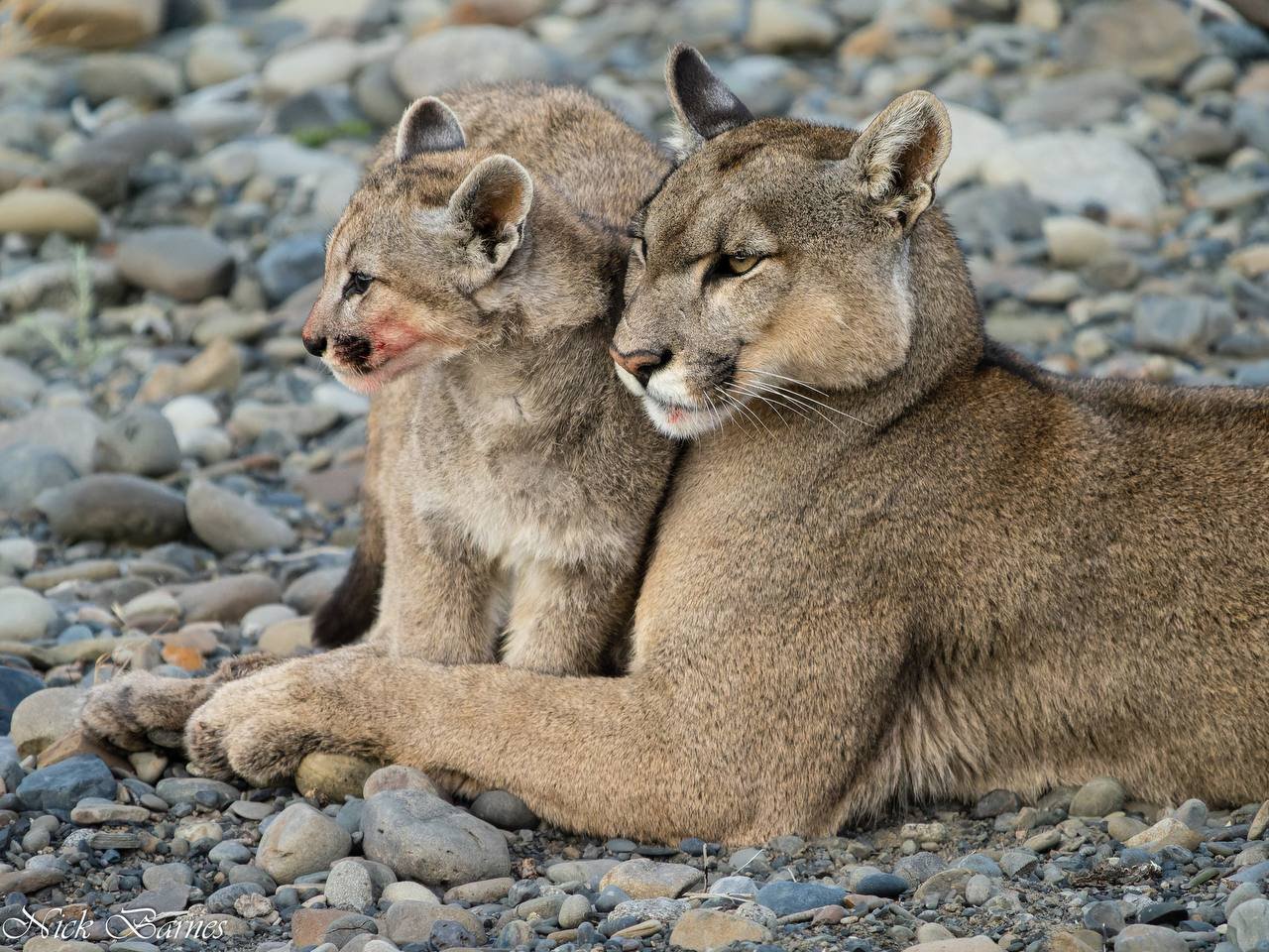 Mother and cub after a meal - Near Puerto Natales -Patagonia Mother and cub after a meal - Near Puerto Natales -Patagonia